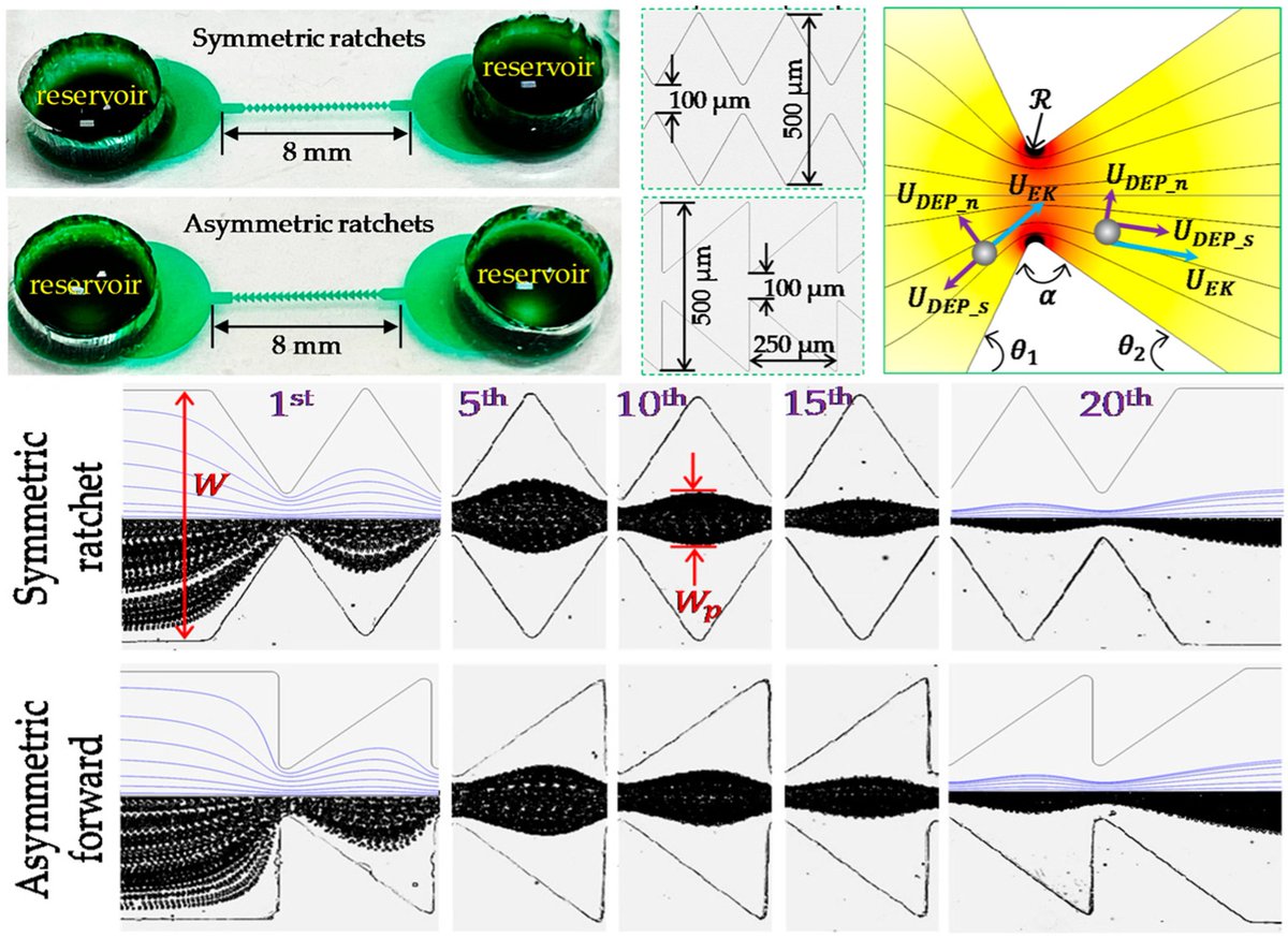 Biosensors_MDPI's tweet photo. 📣Call for Reading:
#Review
Recent Advances in #Dielectrophoretic Manipulation and Separation of #Microparticles and Biological #Cells
By Kaihuan Zhang, et al.
https://t.co/gnnAZ9tt2H
#biosensor #open_access #microfluidics #cell_separation #integrated #microparticle https://t.co/VVmvpvI05f