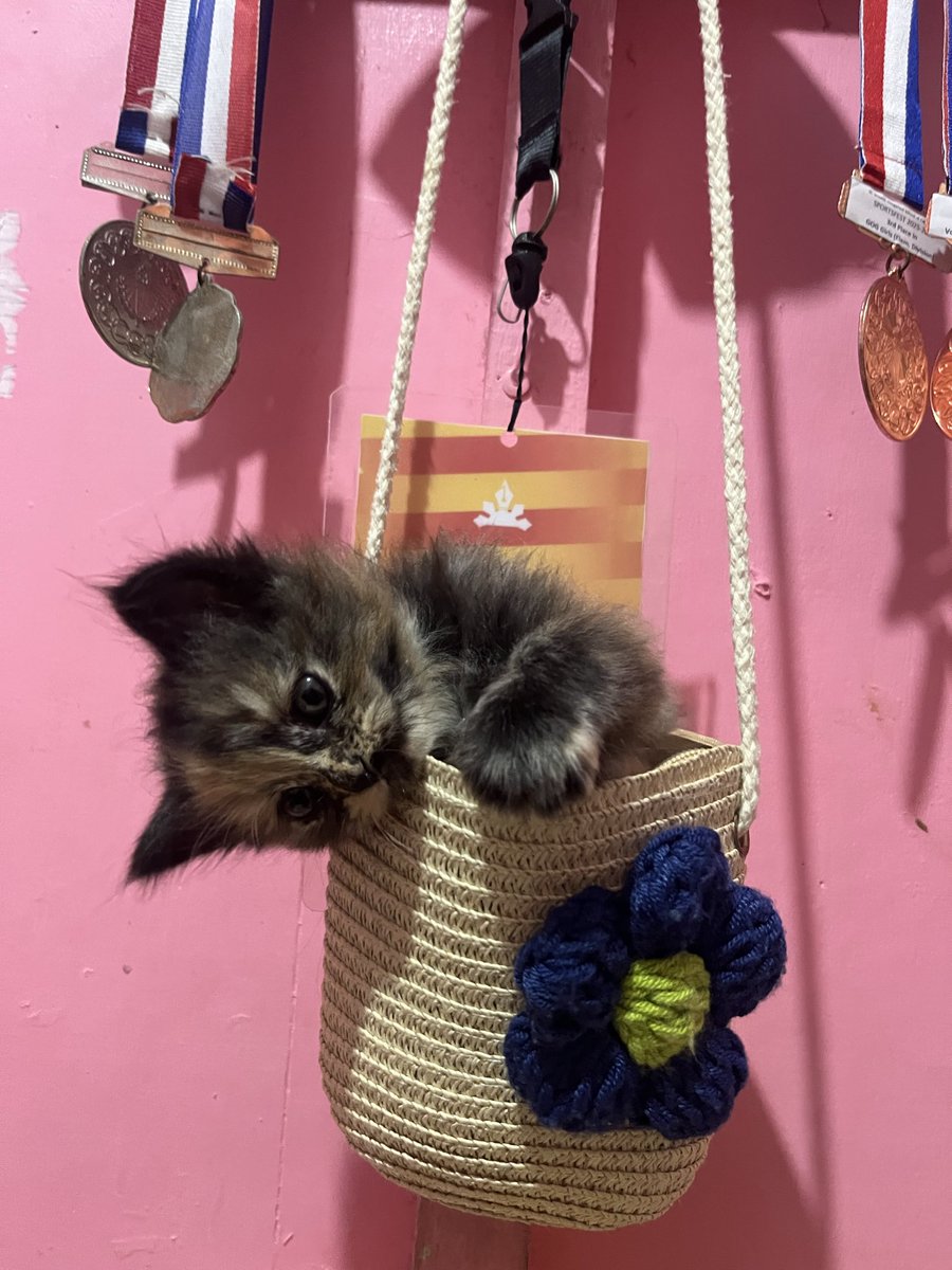 050812V_'s tweet photo. #cat https://t.co/x9sB5CoCAt