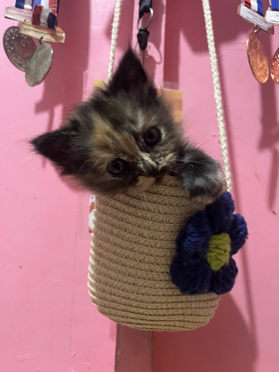 050812V_'s tweet photo. #cat https://t.co/x9sB5CoCAt
