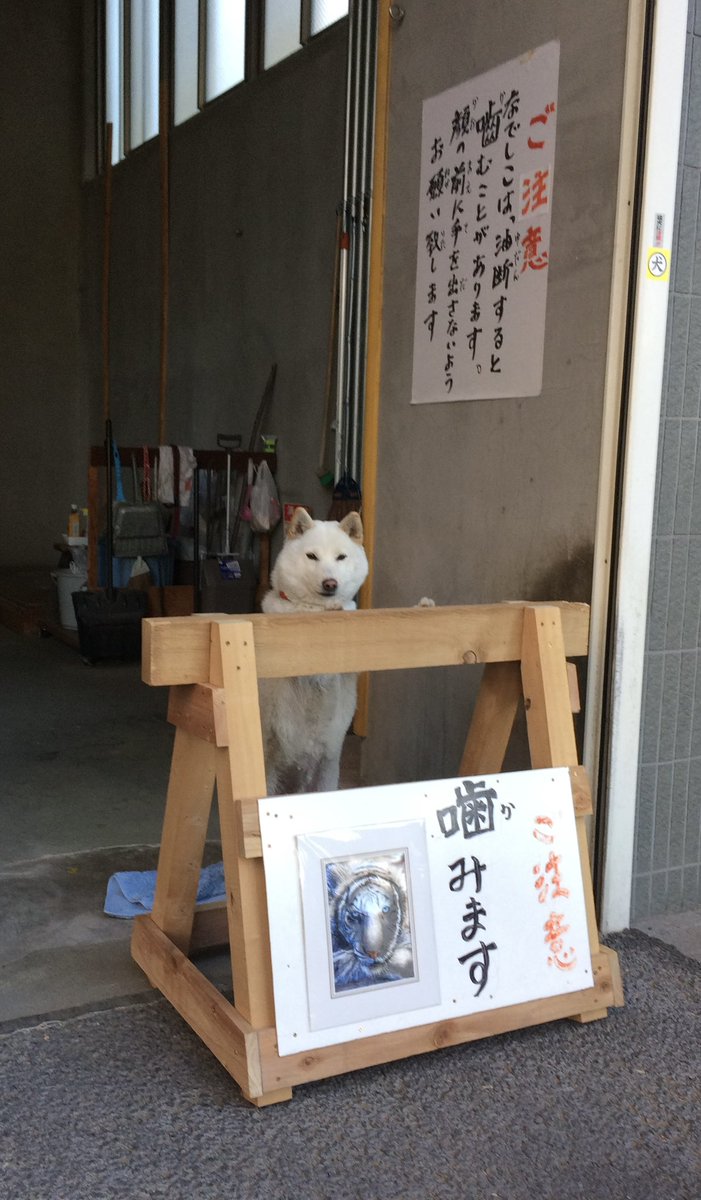 kairostopos's tweet photo. 通りすがりの私を見つめていた、なでしこちゃん。飼い主様のご配慮は重々分かるのですが、やっぱりかわいい、なでしこちゃん。絶対に、「こっちに来てなでて」って懇願してるよ。でも誘惑に打ち勝って、「ごめんね」って言って、私はバイバイして通り過ぎた。　ごめんね💕 https://t.co/nnyzKVsp6C