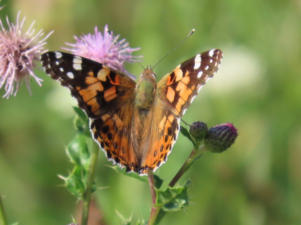 MvStuijvenberg1's tweet photo. 🦋 #DistelVlinder en #LandKaartje op #ZomaarEenMaandagOchtend 🦋 https://t.co/G7bTWK8baq