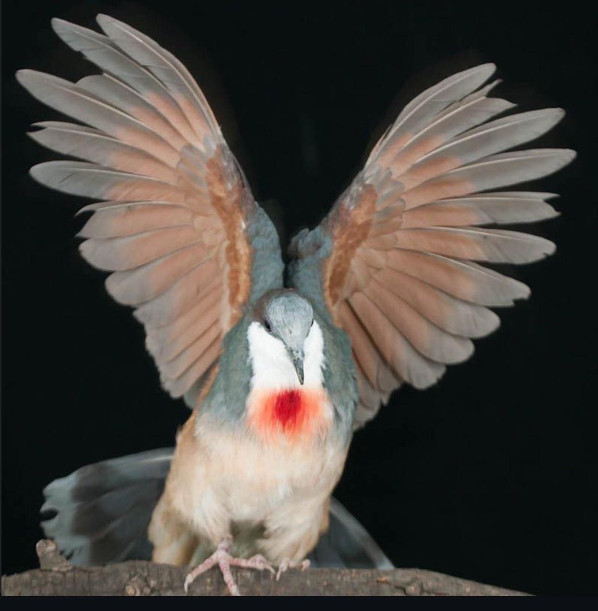 MUTATED_DOVE's tweet photo. Oi https://t.co/BVXEmHJZ2R