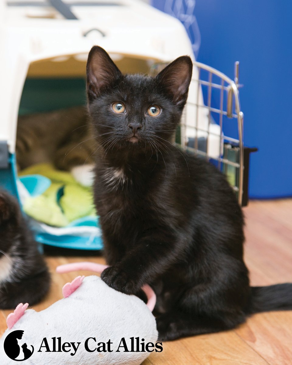 alleycatallies's tweet photo. The best way to protect your family in the event of disaster is to stay prepared. You should always evacuate with your indoor animals, and that means having the right supplies in place to do so quickly and efficiently!

Each cat will ideally have their own crate or carrier. And, just in case, have copies of their veterinary and microchip ID records. From there, you can ensure you have an emergency supply of 3 to 7 days' worth of cat food and water. Check and replace supplies as needed.

We have a full list of disaster preparedness tips, plus a checklist to build your own disaster kit for cats, at https://t.co/0CmFip3Nal