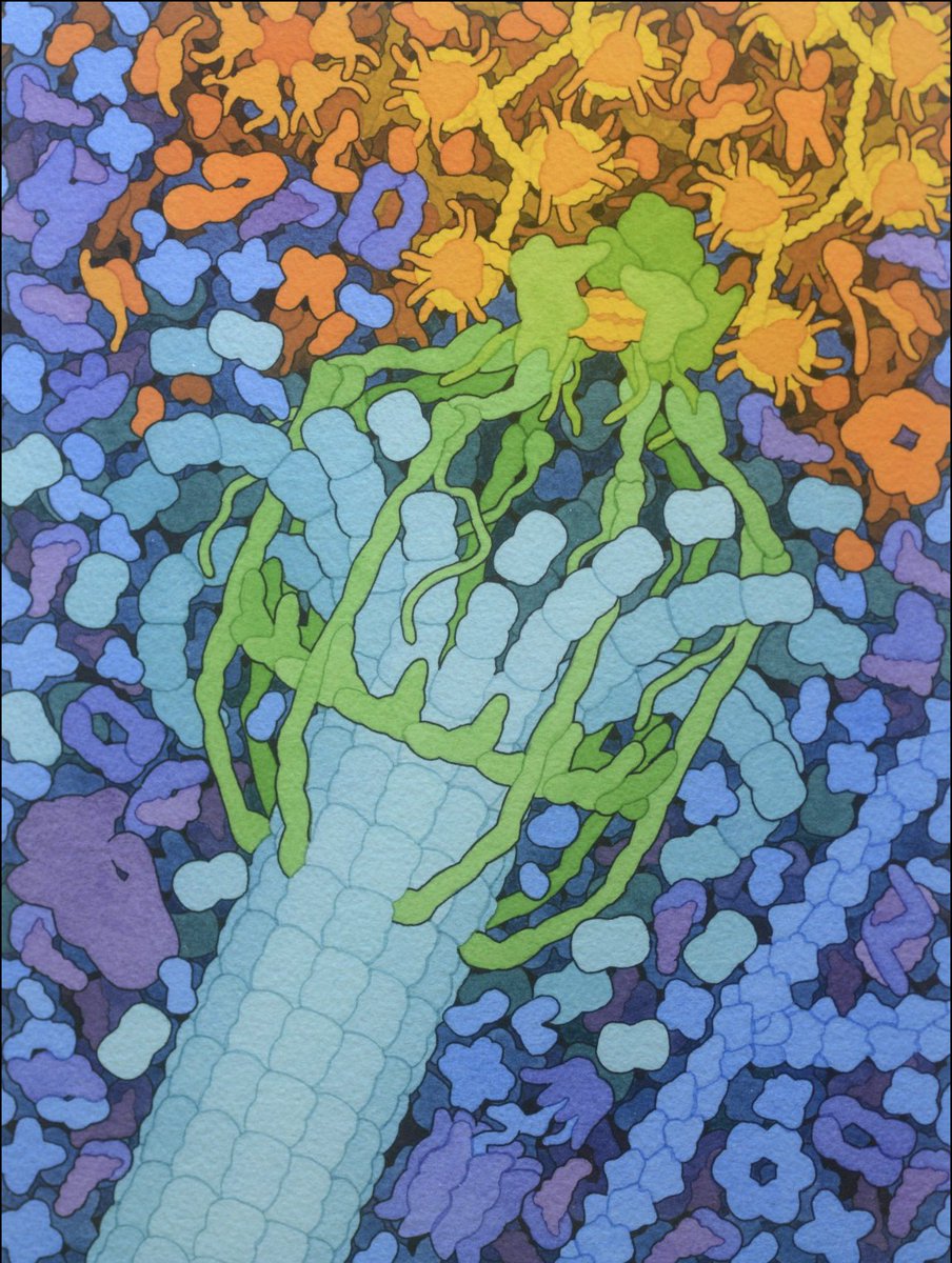 SRsrivatsan's tweet photo. A new blog post thinking through the parallels between protein structure prediction and virtual cell efforts. Many of our current approaches to collect data to build a virtual cell model lack the abstraction that links measurement and function. (Link in reply) https://t.co/doNR6BPFwv