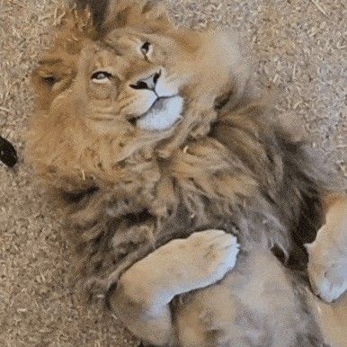 bigcatburger's tweet photo. HAPPY INTERNATIONAL LION DAY EVERYONE 🦁🦁🦁🦁🦁🦁🦁🦁🦁🦁🦁🦁🦁🦁🦁🦁🦁🦁 https://t.co/LwIqrbDrAL