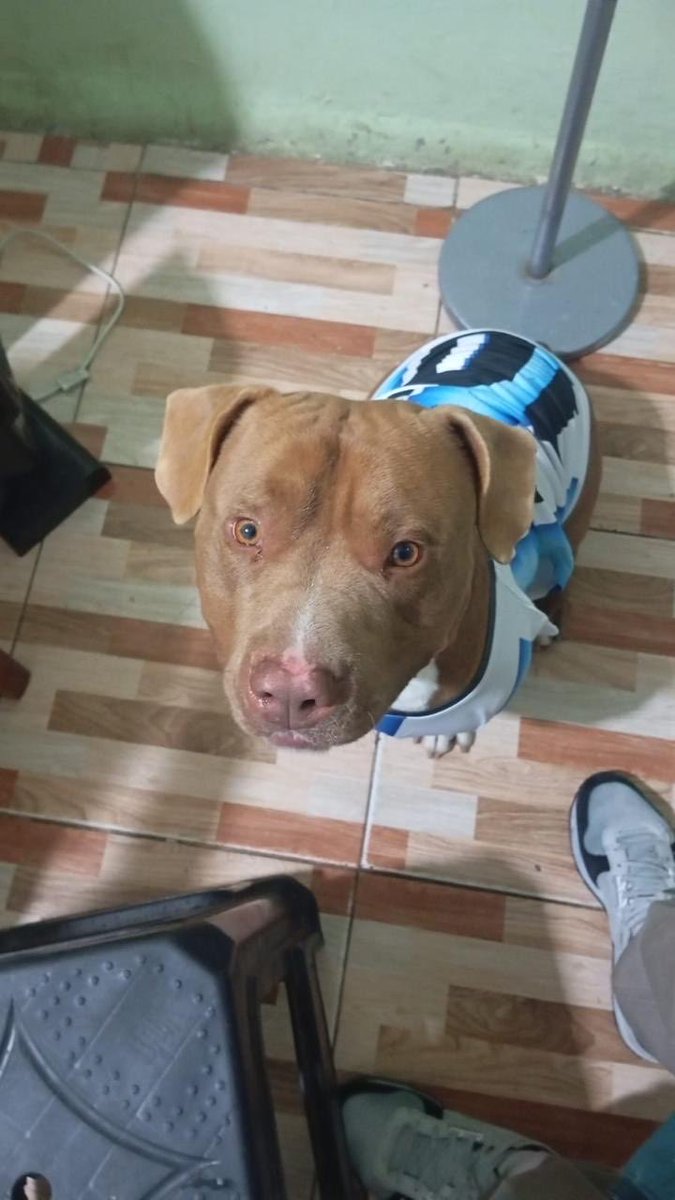 majogm's tweet photo. Titán es un perro cruza que está en adopción. Tiene 3 años y es un dulce de leche. 
Pueden comunicarse al +54 9 11 3243-9080 https://t.co/CU9MP7mKsg