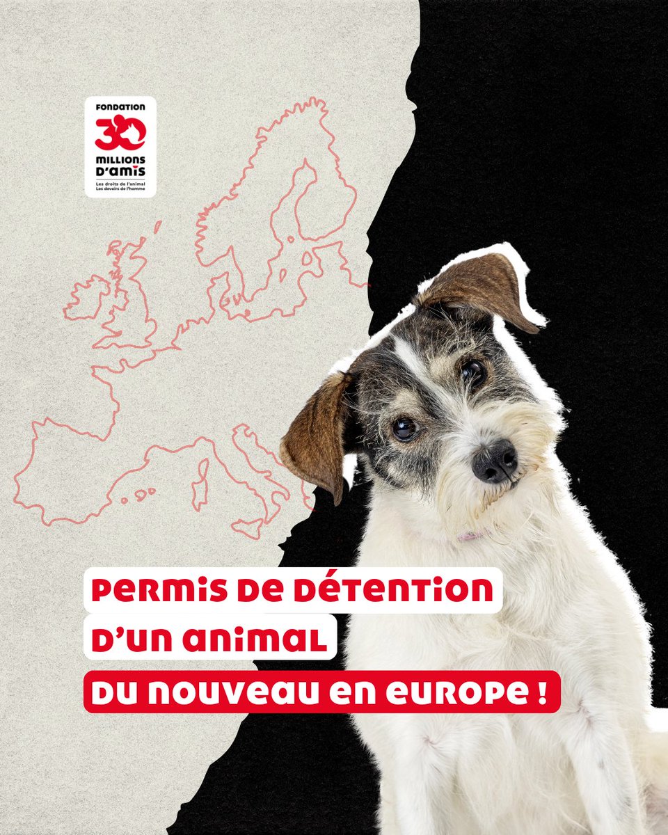 30millionsdamis's tweet photo. Du nouveau en Europe sur le permis de détention d’un animal de compagnie 🐶

Depuis le 1er juillet 2026, à Brême, en Allemagne, toute personne souhaitant accueillir un nouveau chien au sein de leur foyer doit réussir un examen théorique et pratique.

De son côté, la Fondation 30 Millions d’Amis réclame un permis de détention d’un animal de compagnie. Ce permis, associé à un fichier central national et lié à la carte d’identité du maître, gratuit et acquis de fait dès le premier animal – permettrait de refuser à un individu reconnu judiciairement coupable de maltraitance, toute acquisition d’un nouvel animal et empêcher toute récidive.

Une mesure soutenue par l’opinion publique : 8 Français sur 10 sont favorable à son instauration [Baromètre 2024 Fondation 30 Millions d’Amis / @IfopOpinion].

Pour rejoindre notre action, signez la pétition :
👉 https://t.co/bPtDfPAa7V

#30MillionsDAmis #PermisChien #PermisDeDétention #ProtectionAnimale