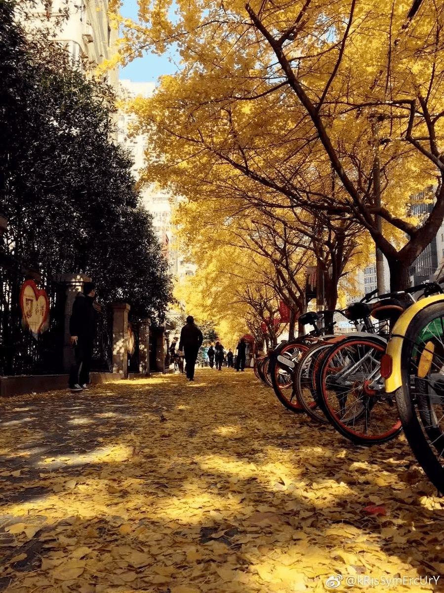 RsaGndt1's tweet photo. Loving the fresh autumn breeze and crispy golden leaves today—perfect for a quick walk outside https://t.co/m5Zck6A7rZ