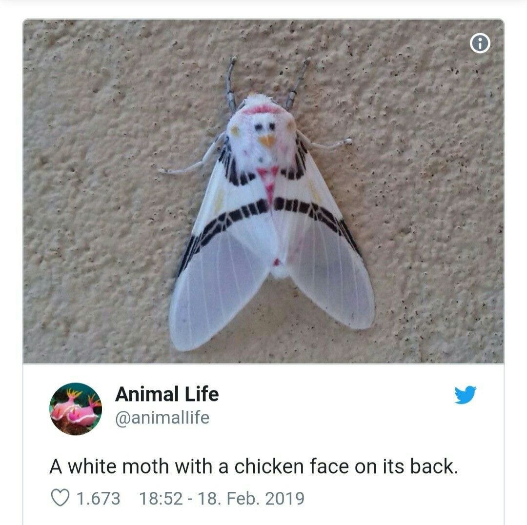 motheinsect's tweet photo. https://t.co/zfpHKtUh1B