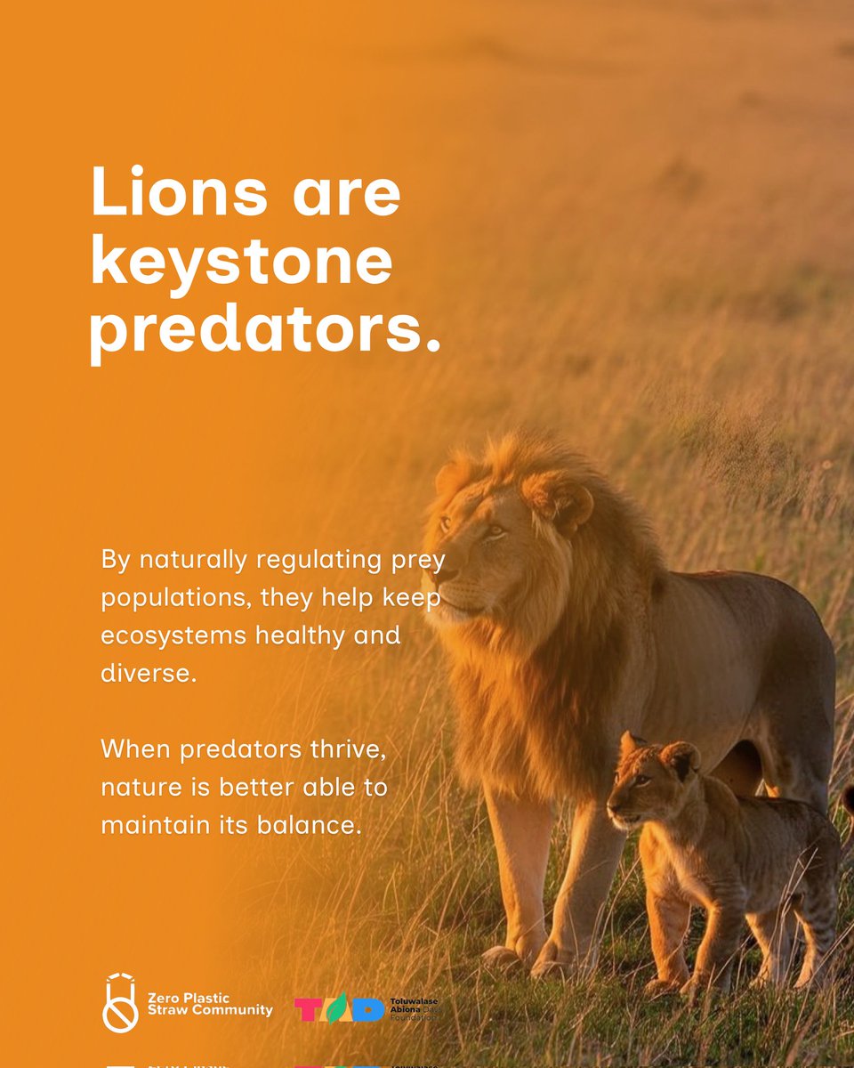 ZPSCommunity's tweet photo. World Lion Day 🦁 https://t.co/bVJ8XlHYhq