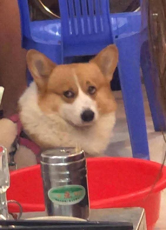 Animalesaprieto's tweet photo. Yo escuchando y juzgando https://t.co/Iab9LmJKto
