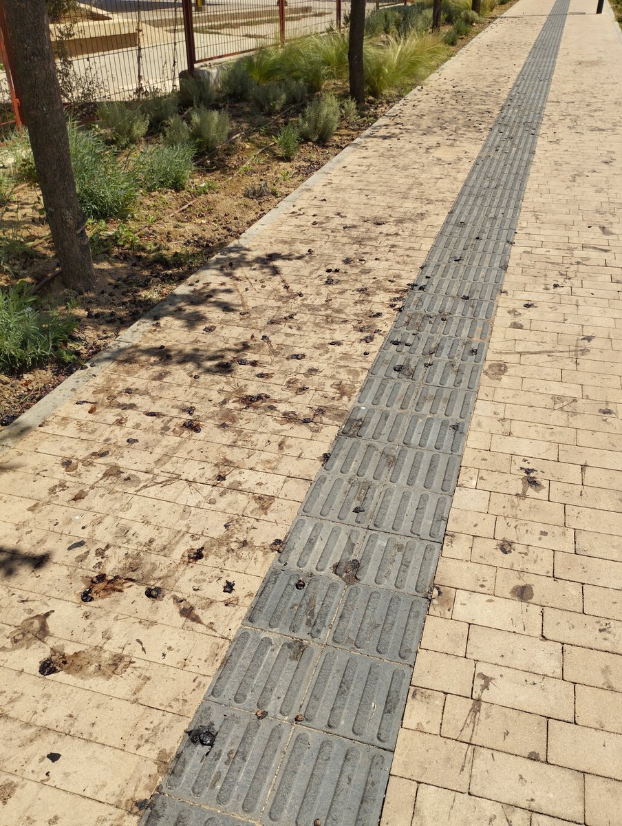 thomashighway01's tweet photo. @Ayto_Soria Cuando terminéis con el eclipse a ver si os dignáis a limpiar la mierda que dejan los árboles en las calles. Que están que dan asco. https://t.co/O2uBzTcgY5