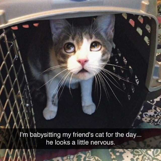PunchingCat's tweet photo. https://t.co/bENcEHBVMr