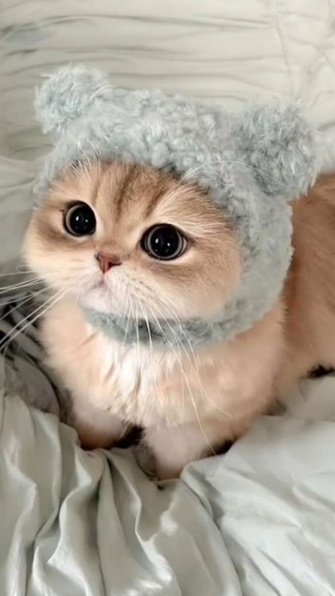 Catslover2yrs's tweet photo. So beautiful eyes https://t.co/7Hd7qOfK5f