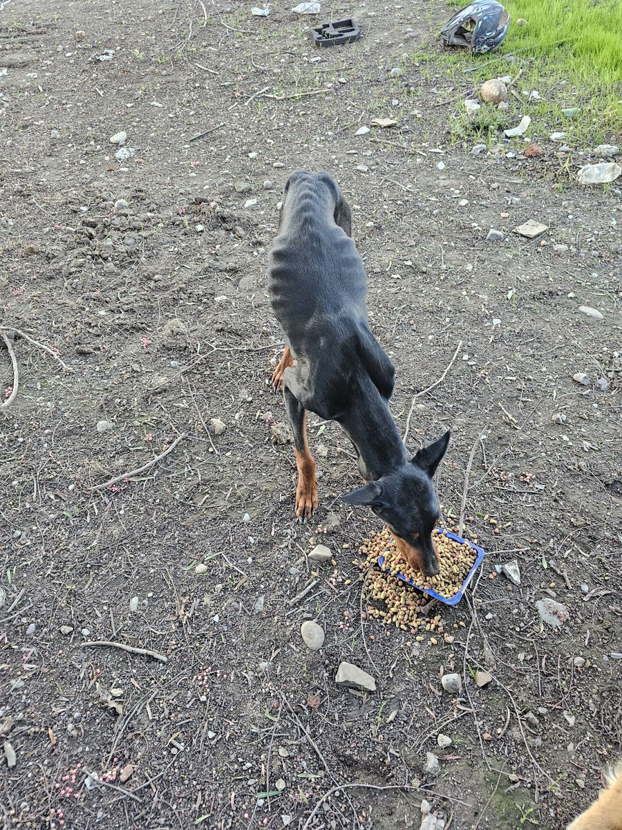 sol_palacios_m's tweet photo. Perrita desnutrida amamantando a 9 cachorritos, y llevamos 3.500 para alimento😔debemos comprarle comida ya que no queda para mañana, por favor les pido ayuda, necesita comer alimento de calidad😢
Solange Palacios
Banco estado
Cuenta rut
17376209-7 https://t.co/rupdML34WI