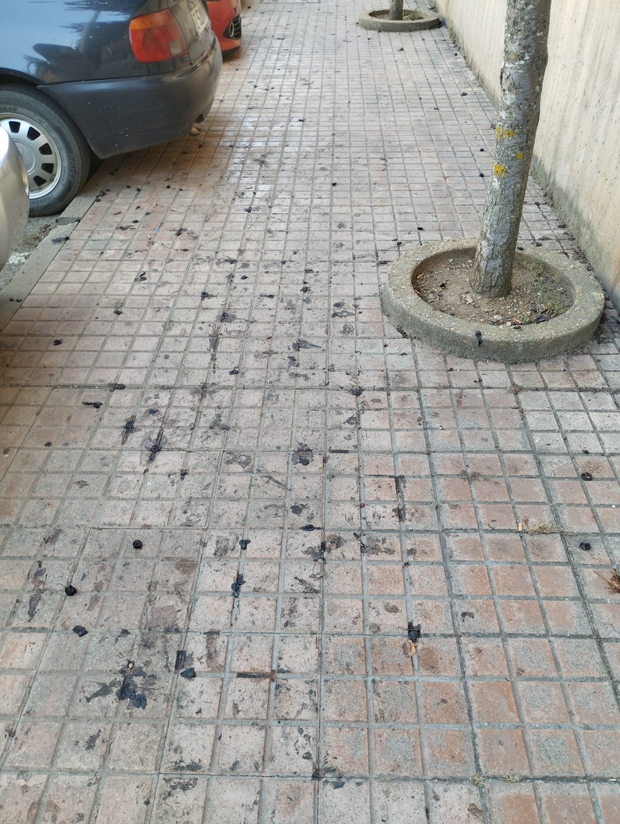 thomashighway01's tweet photo. @Ayto_Soria Cuando terminéis con el eclipse a ver si os dignáis a limpiar la mierda que dejan los árboles en las calles. Que están que dan asco. https://t.co/O2uBzTcgY5