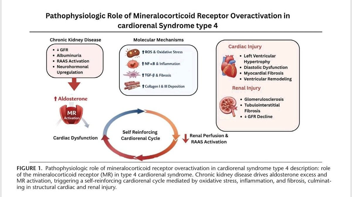 mrcsgmb84's tweet photo. Revisión sobre el antagonismo del receptor mineralocorticoide (RM) con finerenona en el continuum cardiorrenal. Un análisis detallado de su farmacodinamia, evidencia pivotal (DM2, ERC, ICFEVImr/ICEFEVIp) y posicionamiento terapéutico. 🧵 👇
@SENefrologia @SLANH_ @redGDPS @Diabetes_SEMI @IcyfaSemi @ICardiacaSEC @PerlaZambrano @JonathanNefro @gonzaeperez