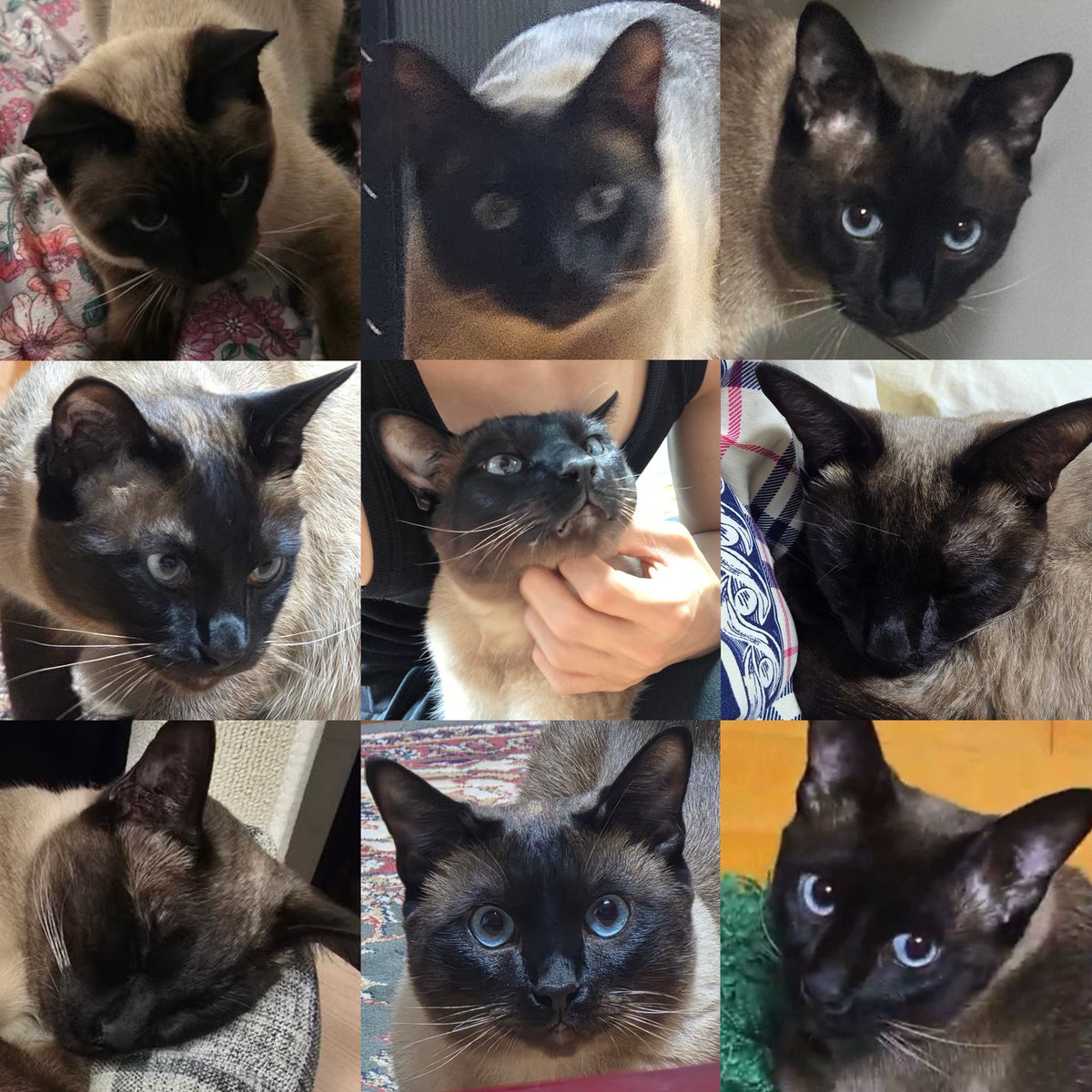 myseokryudan's tweet photo. one extra toasty gia please ^•ﻌ•^ฅ♥︎ https://t.co/xuRgrEzXPS