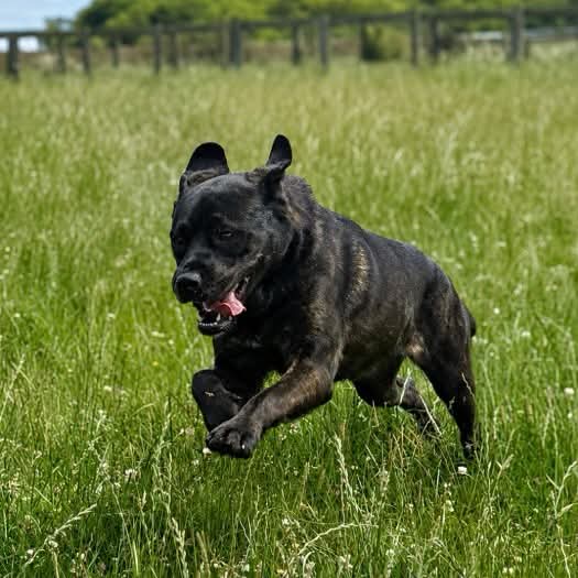 team_greenacres's tweet photo. 💔Poor Bonnie Is Continually Overlooked💔

🔁We keep sharing Bonnie. We keep hoping the right person will see her. But somehow, this beautiful girl continues to be overlooked🔁

🐶Bonnie is a 3 year old Mastiff cross with a huge heart

🐶She can be wary of new people initially, but give her patience, kindness plus time & you’ll discover the incredibly sweet, affectionate, loyal dog underneath

🐶Bonnie adores other dogs

🏡Bonnie needs someone experienced with larger dogs who is prepared to look beyond those first nervous moments & give her the chance she desperately deserves

🏡We would love to see her with a confident canine companion who can help show her that the world isn’t such a scary place

🏡If you think you can offer Bonnie the right home, please complete the application form by following the link below👇

🔗
https://t.co/J7IKKZf7ZN

📝FYI: Applications are processed Monday to Thursday. Please be patient, our Rehoming Team will be in contact with you as soon as possible📝

🏡🏥All successful applications are subject to home & Vet checks🏥🏡

📍Our animals are based in #Pembrokeshire South West #Wales While we do rehome across the UK, please keep our location in mind because visits to the centre are essential. We may also prioritise homes that are closer to the rescue 

For full details on our adoption process please visit: 

🔗 
https://t.co/P5YZxvile6

Can't adopt right now? The best way to help an animal in need is to:

🔁SHARE THEIR POST so it reaches their forever home🔁

📝Engage with their post by leaving a comment or an emoji because this helps with the X algorithm📝

🐾There MUST be someone out there for Bonnie. Could it be you?🐾

Thank you for considering adoption & for helping us find a truly special home for Bonnie 💚🙏💚

#teamgreenacres #rescue #k9hour #rehomehour #teamzay