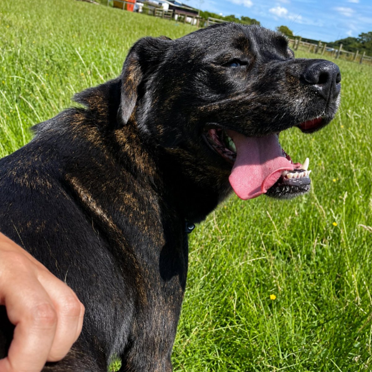 team_greenacres's tweet photo. 💔Poor Bonnie Is Continually Overlooked💔

🔁We keep sharing Bonnie. We keep hoping the right person will see her. But somehow, this beautiful girl continues to be overlooked🔁

🐶Bonnie is a 3 year old Mastiff cross with a huge heart

🐶She can be wary of new people initially, but give her patience, kindness plus time & you’ll discover the incredibly sweet, affectionate, loyal dog underneath

🐶Bonnie adores other dogs

🏡Bonnie needs someone experienced with larger dogs who is prepared to look beyond those first nervous moments & give her the chance she desperately deserves

🏡We would love to see her with a confident canine companion who can help show her that the world isn’t such a scary place

🏡If you think you can offer Bonnie the right home, please complete the application form by following the link below👇

🔗
https://t.co/J7IKKZf7ZN

📝FYI: Applications are processed Monday to Thursday. Please be patient, our Rehoming Team will be in contact with you as soon as possible📝

🏡🏥All successful applications are subject to home & Vet checks🏥🏡

📍Our animals are based in #Pembrokeshire South West #Wales While we do rehome across the UK, please keep our location in mind because visits to the centre are essential. We may also prioritise homes that are closer to the rescue 

For full details on our adoption process please visit: 

🔗 
https://t.co/P5YZxvile6

Can't adopt right now? The best way to help an animal in need is to:

🔁SHARE THEIR POST so it reaches their forever home🔁

📝Engage with their post by leaving a comment or an emoji because this helps with the X algorithm📝

🐾There MUST be someone out there for Bonnie. Could it be you?🐾

Thank you for considering adoption & for helping us find a truly special home for Bonnie 💚🙏💚

#teamgreenacres #rescue #k9hour #rehomehour #teamzay