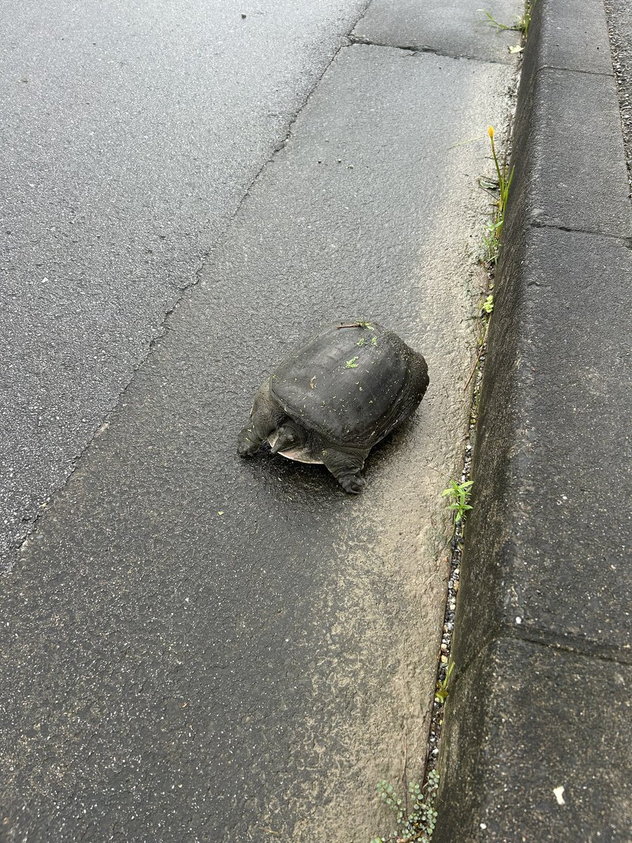 B24115476's tweet photo. 職場の駐車場前の道に亀ちゃんいた
やんばる好きな男性ナースに見せたら これ亀じゃなくスッポンだよ‼️と
悪い亀ちゃんだった👀
#口元黒い？ #クックックって笑うかな🤣 https://t.co/hbwRqKFV6n