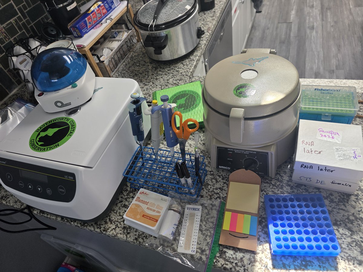 CoastalElasmos's tweet photo. Now that I own three centrifuges, various pipettes, and tons of vials I think it is safe to say that my transition from boat captain to shore support is complete! #SawfishResearch https://t.co/SF6CWYYCDh