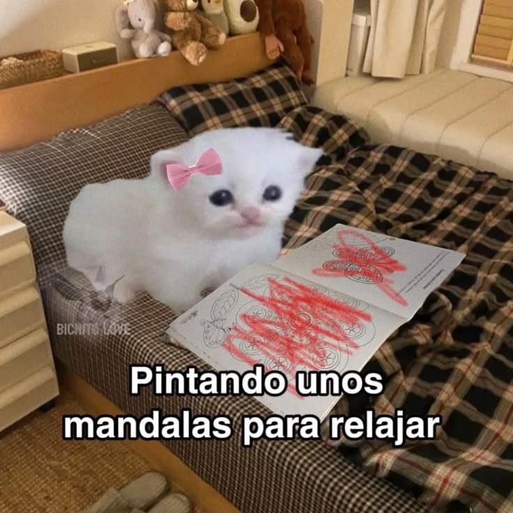 gatinarios's tweet photo. https://t.co/12hcK11B6T