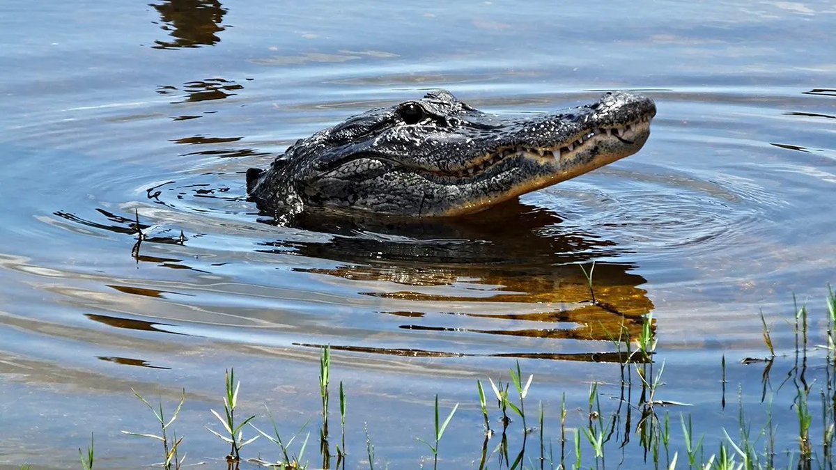 ZeroBarkThirty2's tweet photo. 🚨 FREE AMPUTATION | GATOR TAKES ARM 🚨
Florida woman loses her right arm in a Silver River alligator attack near Ocala. Boater John Gamache raced in, scared the gator off, and used rope as a tourniquet.
She survived and is recovering at home.
#Florida #Alligator #SilverRiver https://t.co/zFw1pHkphP