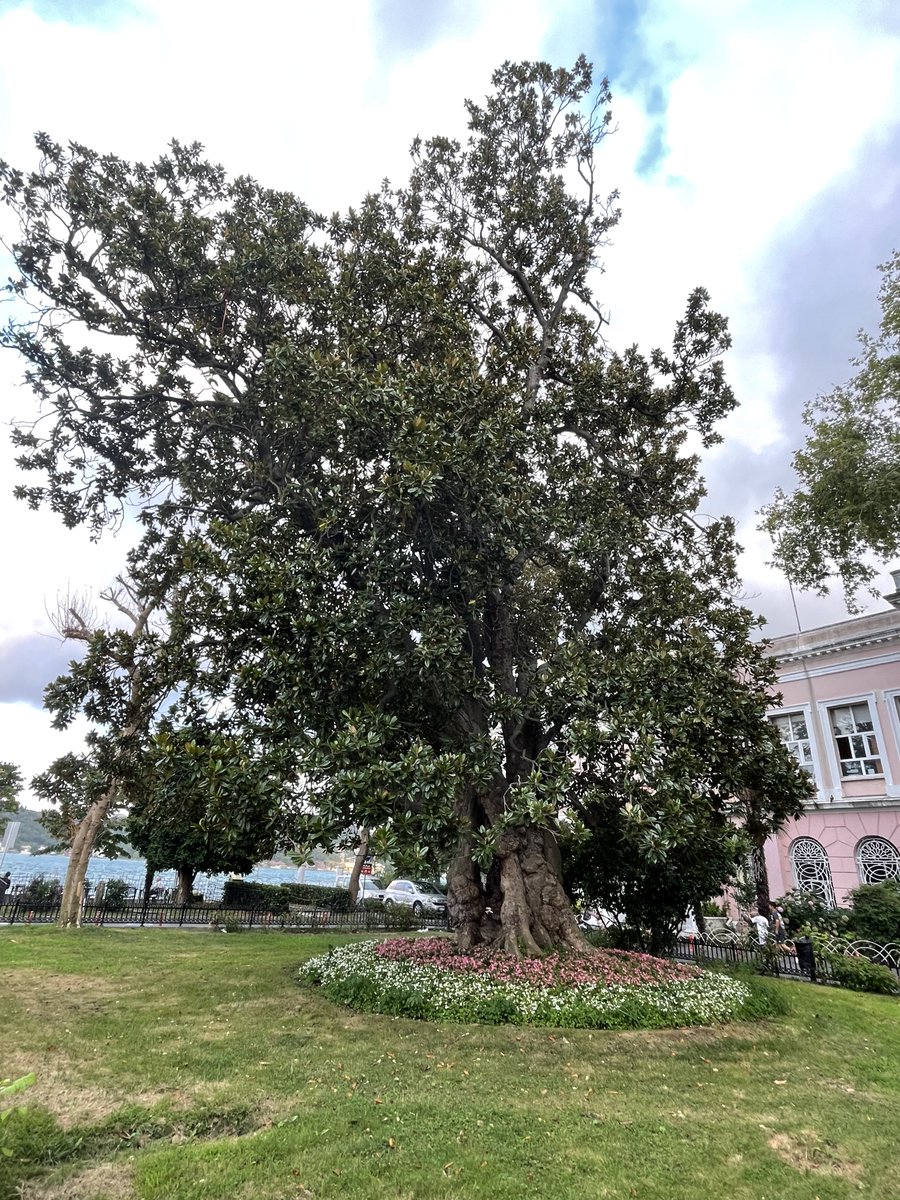 salimaydinn's tweet photo. İstanbul’un en büyük ve eski manolyası; M. Reşit Paşa’nın yaptırdığı Baltalimanı’ndaki yalının avlusunda. Oğlu Ali Galip ve eşi Fatma Sultan yalıda yaşadı. 1838 Baltalimanı Ticaret Antlaşması burada imzalandı. Daha sonra Mediha Sultan-Damat yalısı oldu.Günümüzde ise hastahane…👇 https://t.co/c2D518cZz2