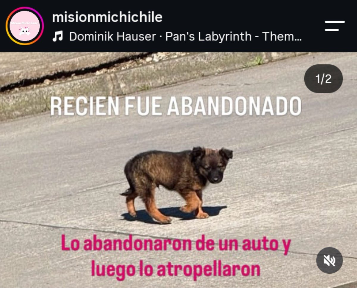 Ru_lif's tweet photo. Ayer o antes de ayer se vio en un vídeo que esté asunto abandonaba a este prerrito bebe , hasta el pasó a llevar la patita el muy SDW ... Ya fue rescatado , y acá la cara  del que lo abandonó ....háganlo famoso por CTM https://t.co/3IbhD6QUbw