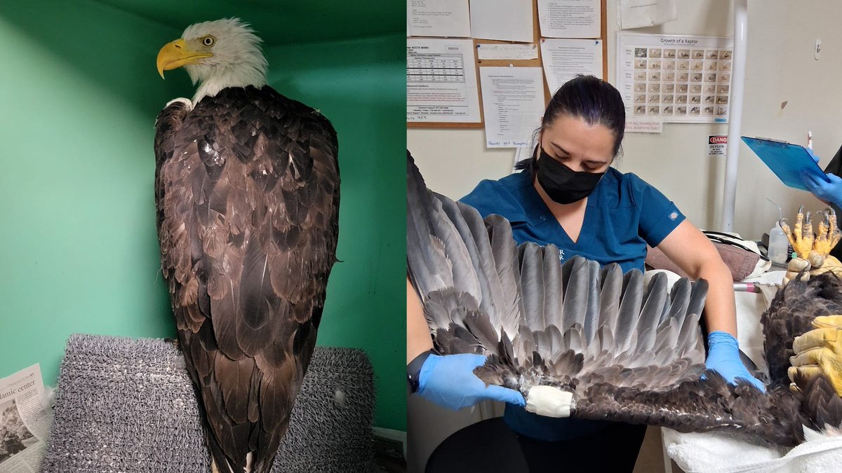 disclosetv's tweet photo. NEW - Big Bear bald eagle Jackie dies after weeks of intensive "care," at the Ojai Raptor Center — LAT https://t.co/LDOlrPEz4t