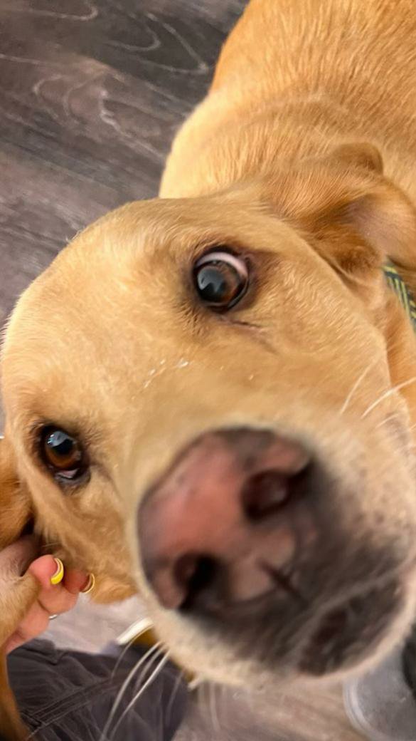 madiopolis777's tweet photo. Today I lost my baby Beau. He made it to 13 and was happy every single day no matter what. He was there for everything and will always be in my heart. I still can’t stop crying. He was the best dog and I am heartbroken. 💔 https://t.co/dZe8VcGW3S