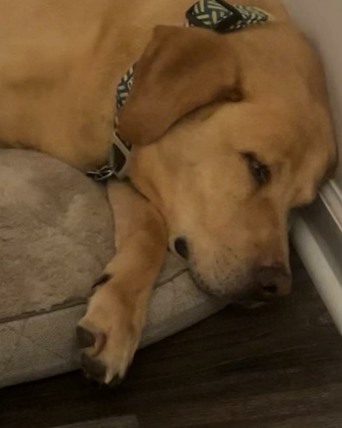 madiopolis777's tweet photo. Today I lost my baby Beau. He made it to 13 and was happy every single day no matter what. He was there for everything and will always be in my heart. I still can’t stop crying. He was the best dog and I am heartbroken. 💔 https://t.co/dZe8VcGW3S