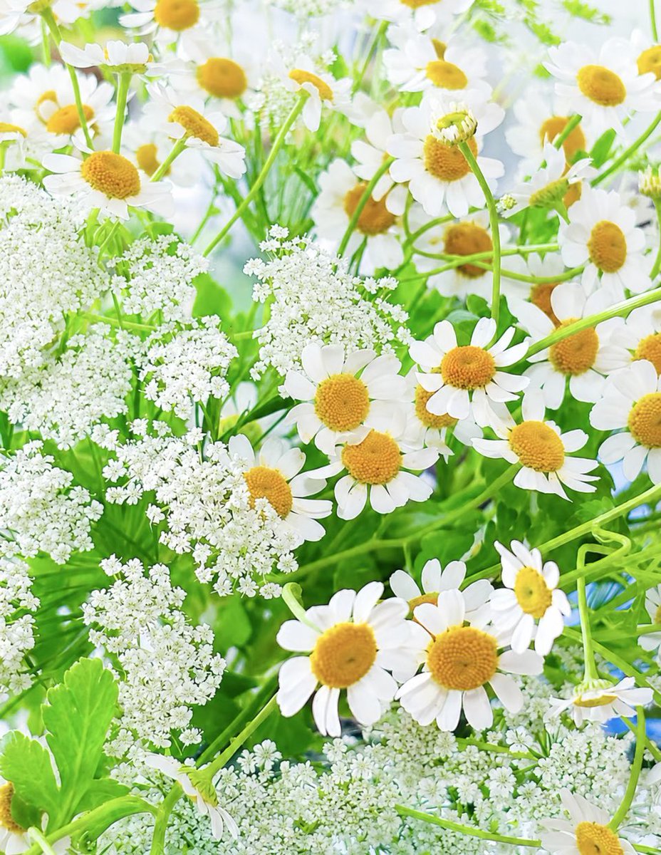 gjnwce's tweet photo. みなさま
おはようございます。

私達の約束は必ず
お互いの感謝を
忘れないことです♪

例えば朝の挨拶☺️
おはよう
いただきます
ご馳走さま…ext.

この細やかな言葉は
お互いの幸せと
私達の子供の教育の
ためです🌿

お互いの未来を見据え
毎日確実に心の洗濯
をしていけば必ず
幸福が訪れます♪🌤️ https://t.co/nC2hbJAmN4