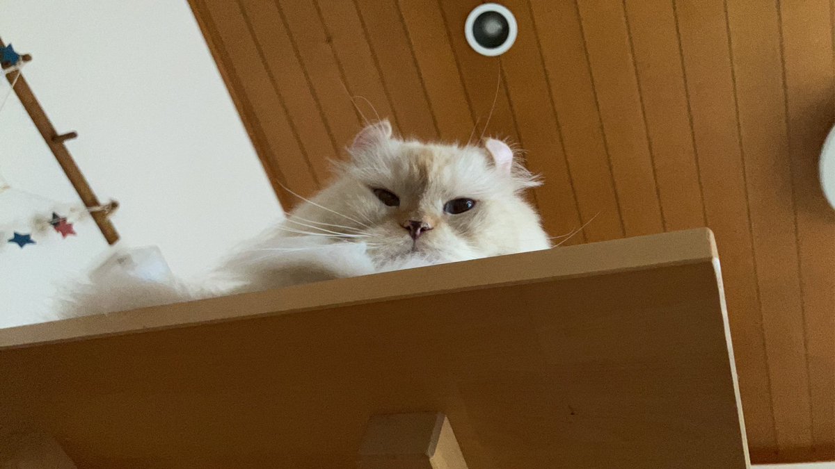 Nyaaas_with's tweet photo. #中之条町 #おもち #サイベリアン #アメリカンカール #保護猫さんと暮らす #猫好き注意 #お猫様1st 

中之条町は寒いです、16℃。
ひとしきり走り回って、イマココ
おーはよー https://t.co/8i3Os5dliZ