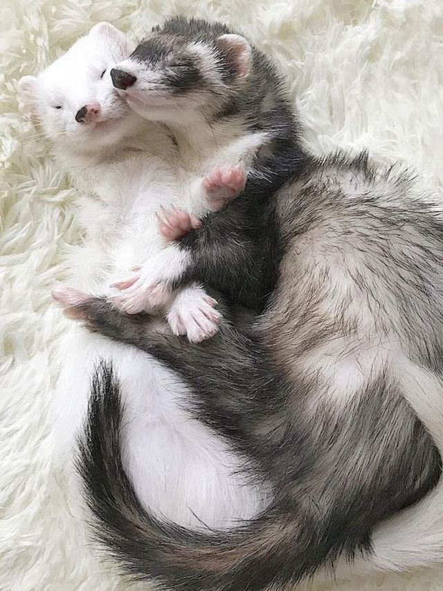 FerretPerHour's tweet photo. https://t.co/UHurN7wo2V