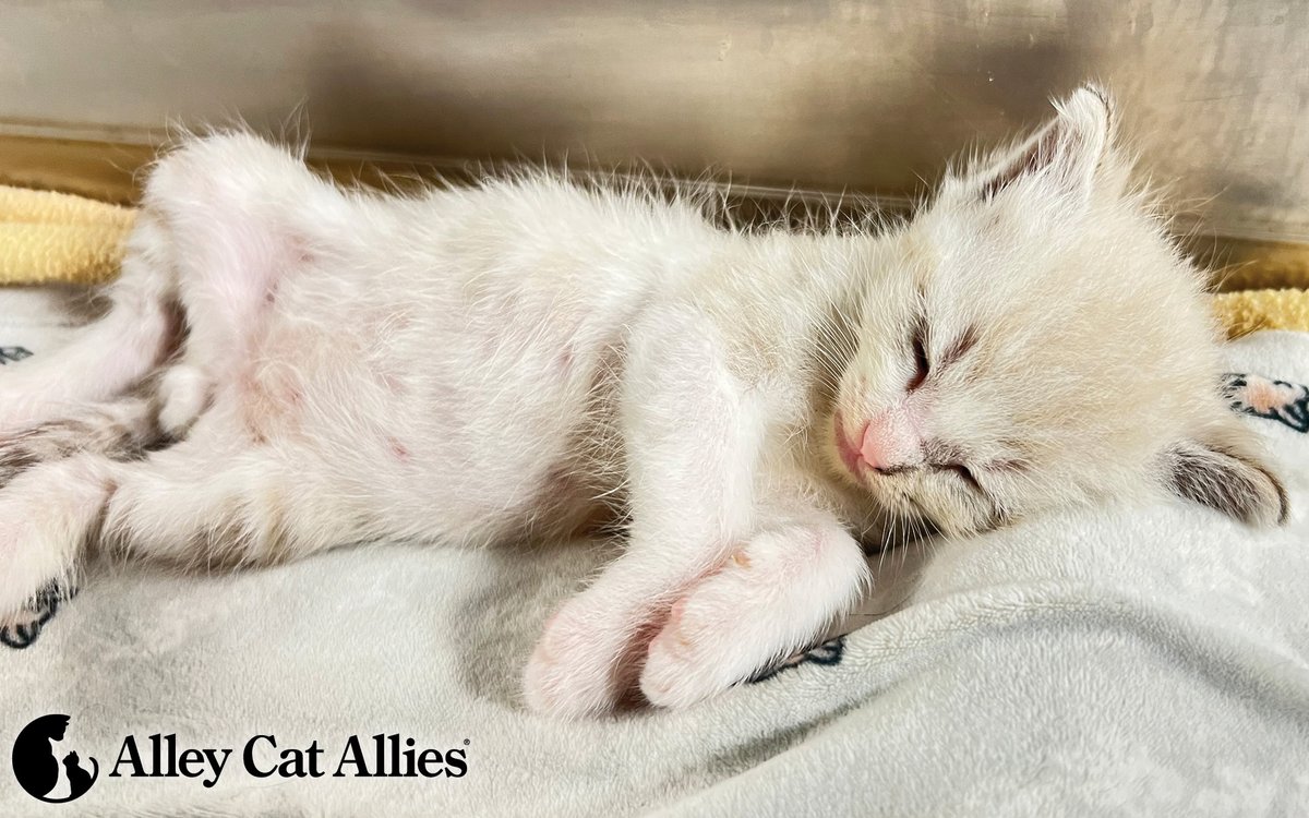 alleycatallies's tweet photo. There's no sleep like kitten sleep! Because of your support, this little one can nap safe and sound. We're making sure he and his siblings have the care they need to thrive, just as we are with cats and kittens across the nation and beyond! 💙

Your gift at https://t.co/vlXUwprlLu makes all the difference.

P.S. We're still taking name suggestions for this tiny guy and his family! There are four kittens in total, all boys, plus their mother.