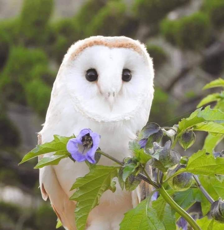 3Owl3Howl3 tweet picture