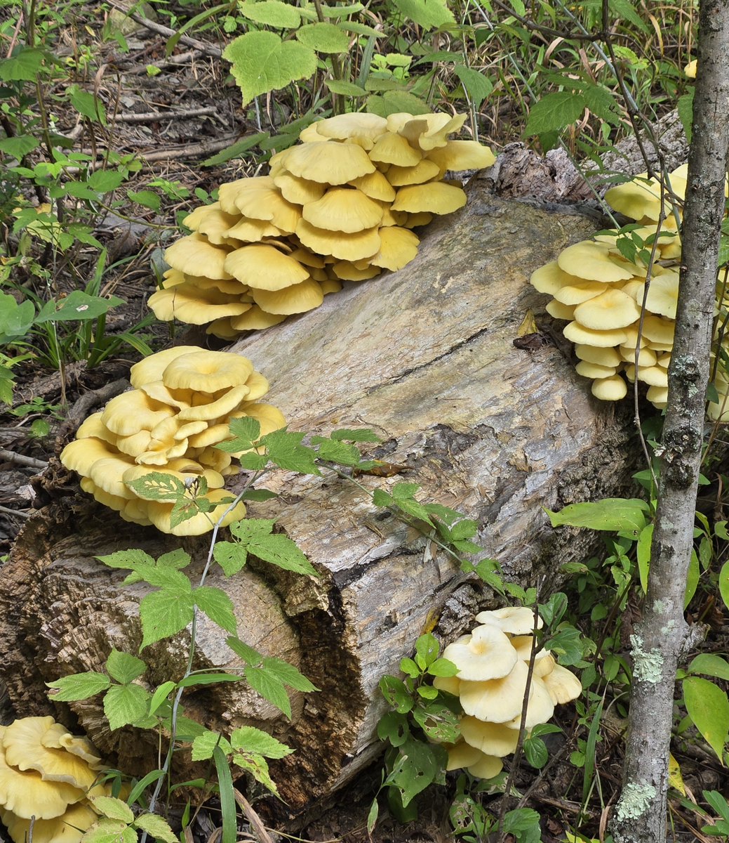 AvyLynne's tweet photo. Saw a lot of fungi today https://t.co/0hq8938IZ5