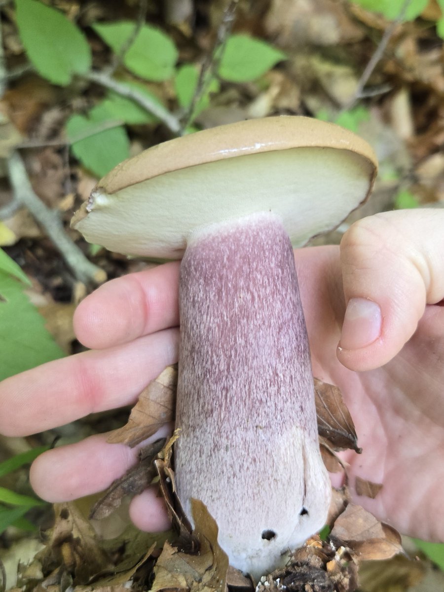 AvyLynne's tweet photo. Saw a lot of fungi today https://t.co/0hq8938IZ5