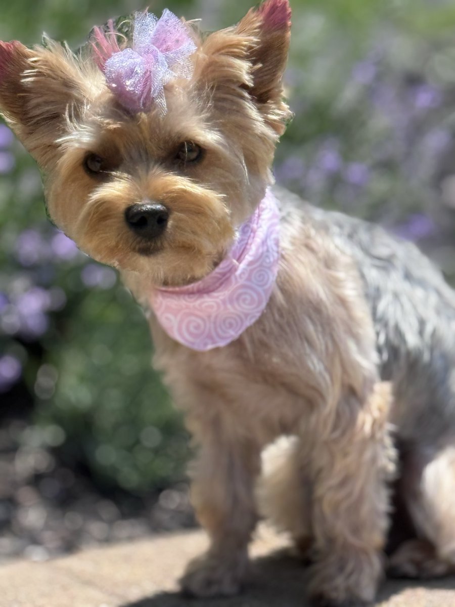 profesora94's tweet photo. @jacksonsprhero My dog Chica wishes you a very happy birthday, Jackson! 🥳 https://t.co/hElmuV32gs