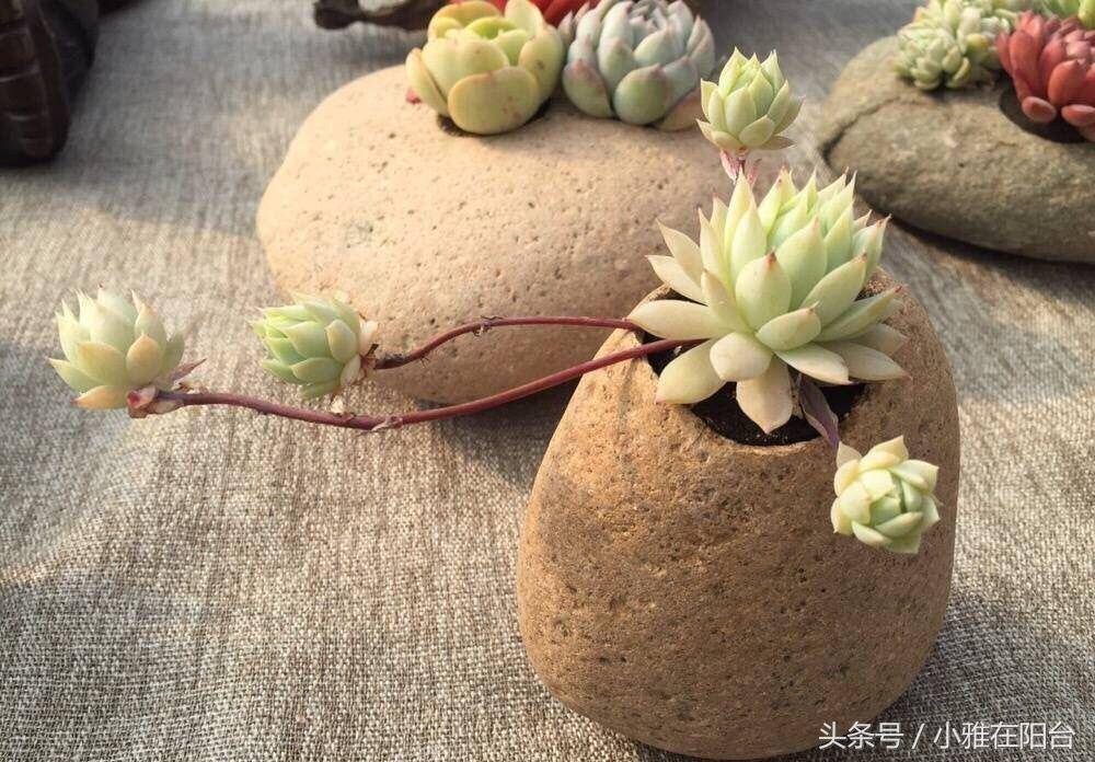 Framali74's tweet photo. Just upcycled an old glass jar into a mini succulent planter! No fancy tools needed—just some paint and pebbles.  #DIYCraftUpcycle https://t.co/Sf5qqZd2BE