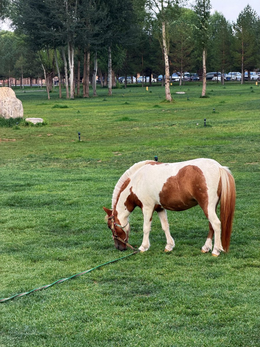 RTjuwhd's tweet photo. A day away from the city. Fresh air, peaceful views, and a little horse to make the moment even better. https://t.co/UZFcpGamex