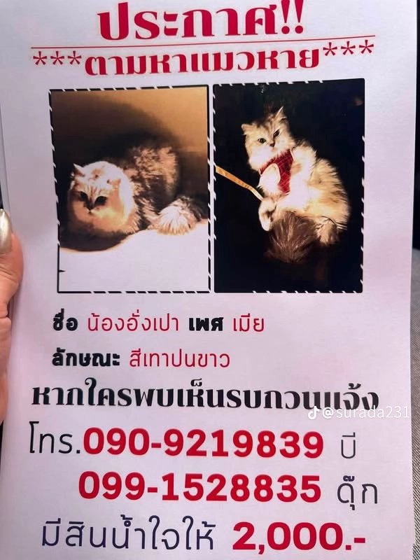 pakkad1a's tweet photo. ฝากด้วยนะคะ
จขตต. โพสต์
: น้องอังเปาหายไป 11 วันแล้วค่ะ หายตรงหมู่บ้านแลนซิโอ77  เพชรเกษม ใครเจอน้องหรือพบเห็น โทรเบอร์นี้ได้เลยนะคะ
0649591498 🙏🏻💓
#แมวหาย #ทาสแมว https://t.co/YoZPBfXkAs