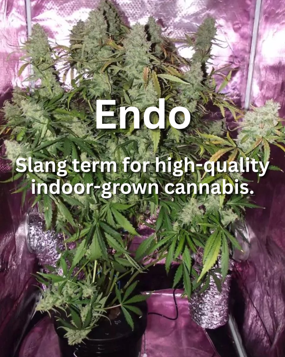 thcmed's tweet photo. Endo - Slang term for high-quality indoor-grown cannabis
#endo #highquality #IndoorGrowing #indoorgrown #slang #cannabislove #CannabisCommunity #cannabissociety #cannabislife #cannabislifestyle #stonerfam #stonersociety #mmj #kush #instagood #trichomehealthconsultants https://t.co/8nrtW12kUF