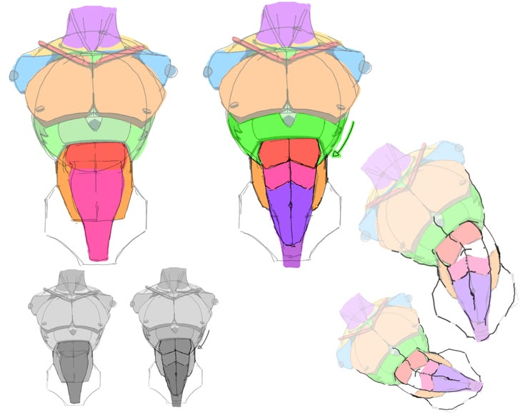 fznutri's tweet photo. Male torso reference. https://t.co/EY038KGhdf