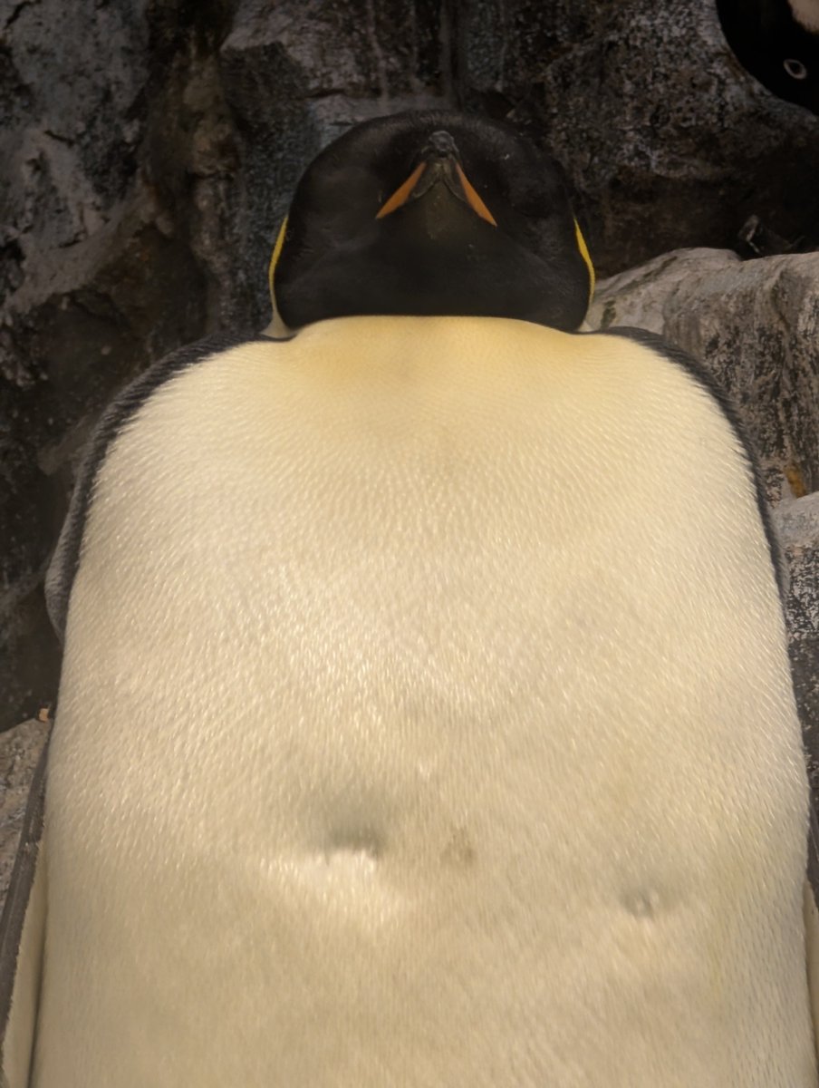 takeuchinameko's tweet photo. 夜ふかししてないで寝ますよ🐧💤 https://t.co/vEdZ8TDvu8