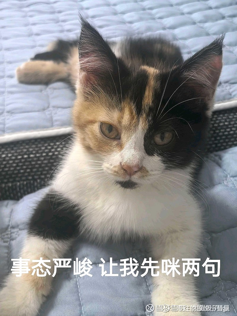 felidae7's tweet photo. My teammate accidentally sent our group’s daily "attendance check" meme to our professor today. The meme had a cat in a party hat captioned "I’m here, no I’m not skipping class… wait who is that" She replied, "Oops, wrong group chat! "， https://t.co/Vui9JjjBRb