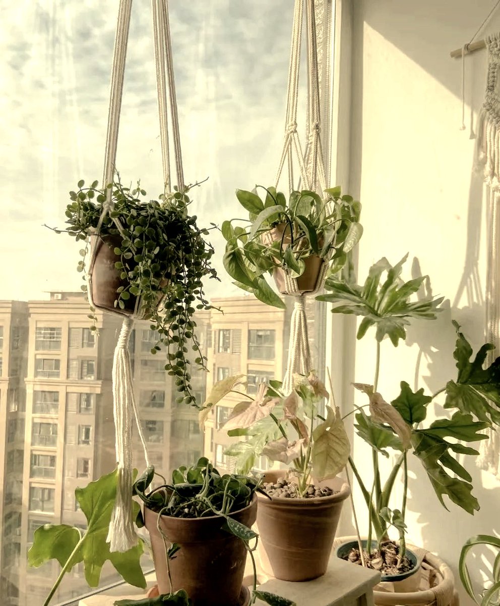 IsutaNuhu's tweet photo. Your pothos will thrive with just weekly watering and bright indirect light! No green thumb needed—even busy folks can keep this tough beauty happy. https://t.co/COMv7Kz4hR