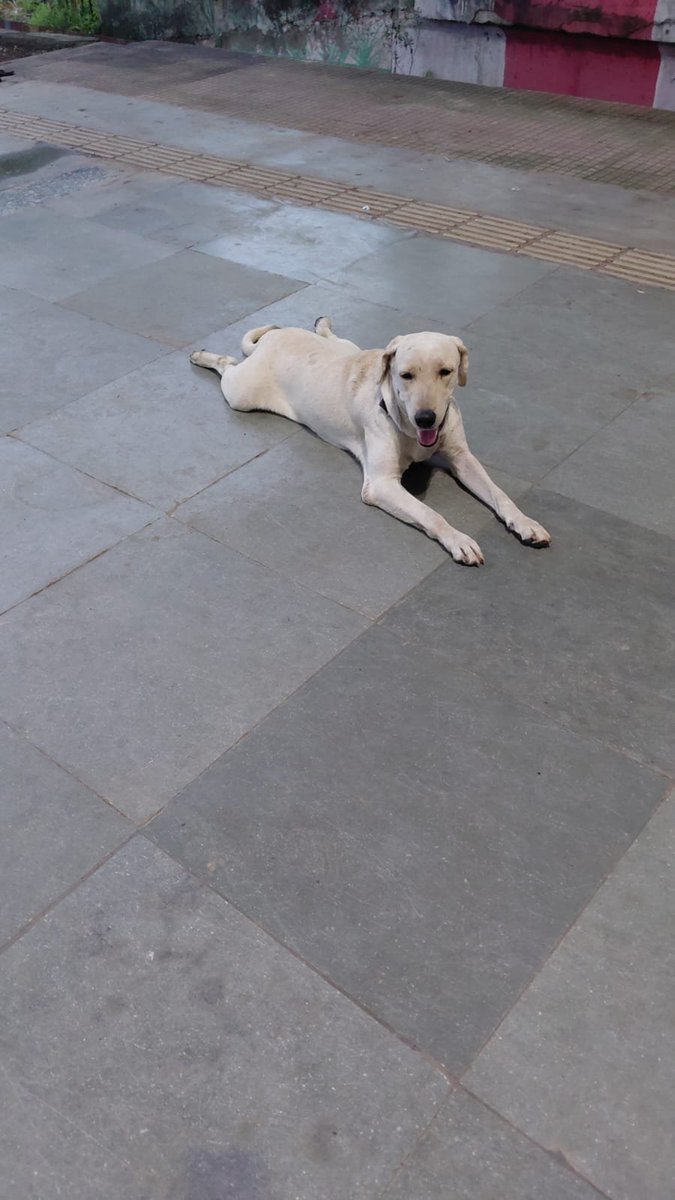 pawsunmute's tweet photo. 🐾 URGENT — PLEASE SHARE 🐾

A Labrador wearing a black collar has reportedly been left/abandoned at Koparkhairne Railway Station, Navi Mumbai.

We are trying to find out whether this dog belongs to someone who may be looking for him. If anyone recognises this dog, knows his family, or has any information about where he came from, please get in touch immediately.

If his family cannot be located, we are also looking for a responsible person willing to give him a safe and loving home. ❤️

📍 Location: Koparkhairne Railway Station, Navi Mumbai
🐕 Breed: Labrador
⚫ Identification: Black collar
👤 Reporter: Abhisha
📞 Contact: 8328404369

Please share this as widely as possible. One share could help reunite him with his family or find him a safe home. 🐾❤️

#Koparkhairne #NaviMumbai #Labrador #DogRescue #AdoptDontShop #HelpAnimals

@PetaIndia @kudalkar_sudhir @pfaindia @SpotzHaroon @dilthi_gujarati @PunitaS44575106 @MerchantReema @TheViditsharma @ShrijeetNair06 @TheDogMother_ @saumyabhatt19 @pricatttt